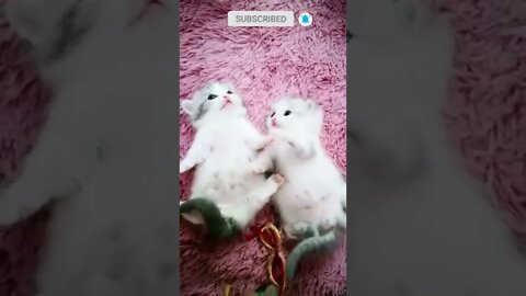 cute cat videos 😹 funny videos 😂 😽