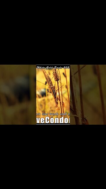 Lotus Born Star Flowers