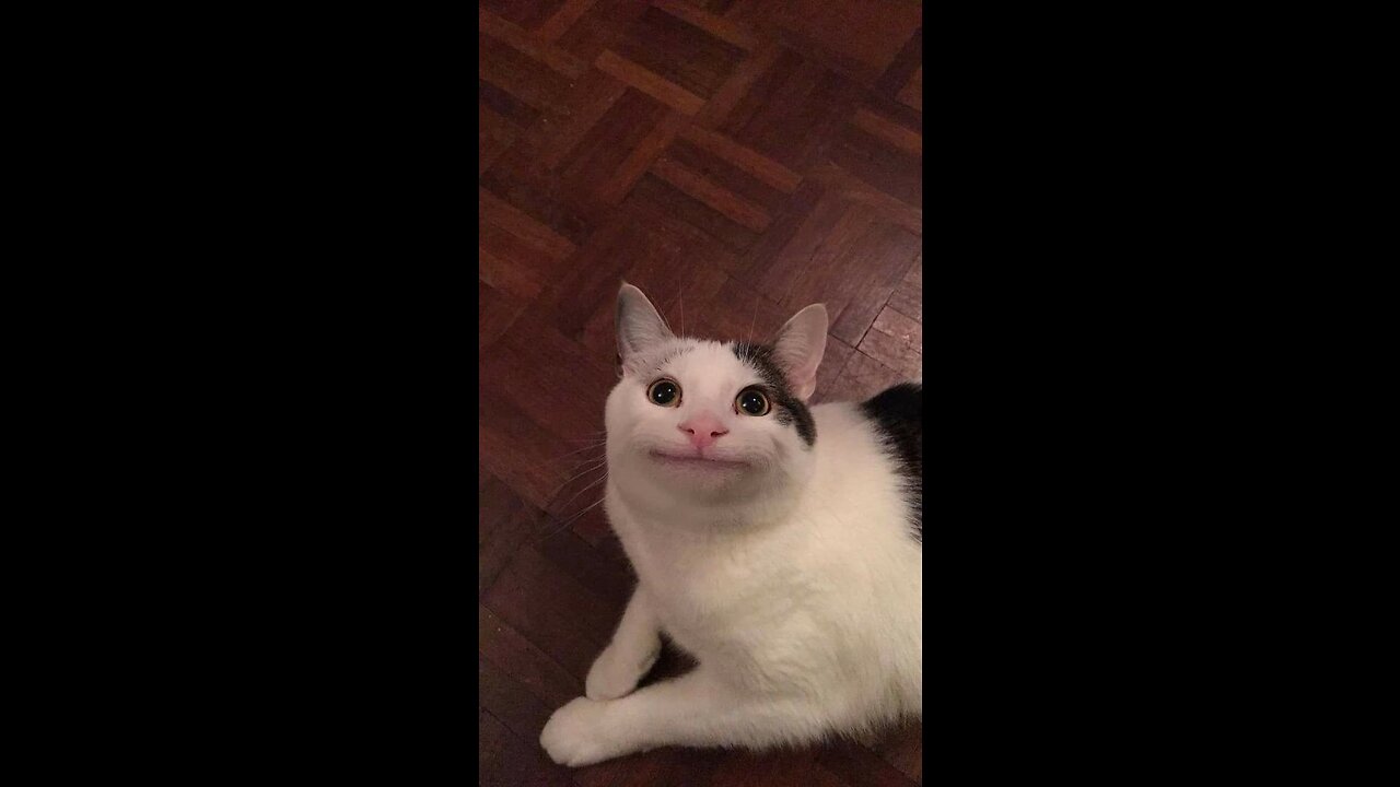 Funny cat