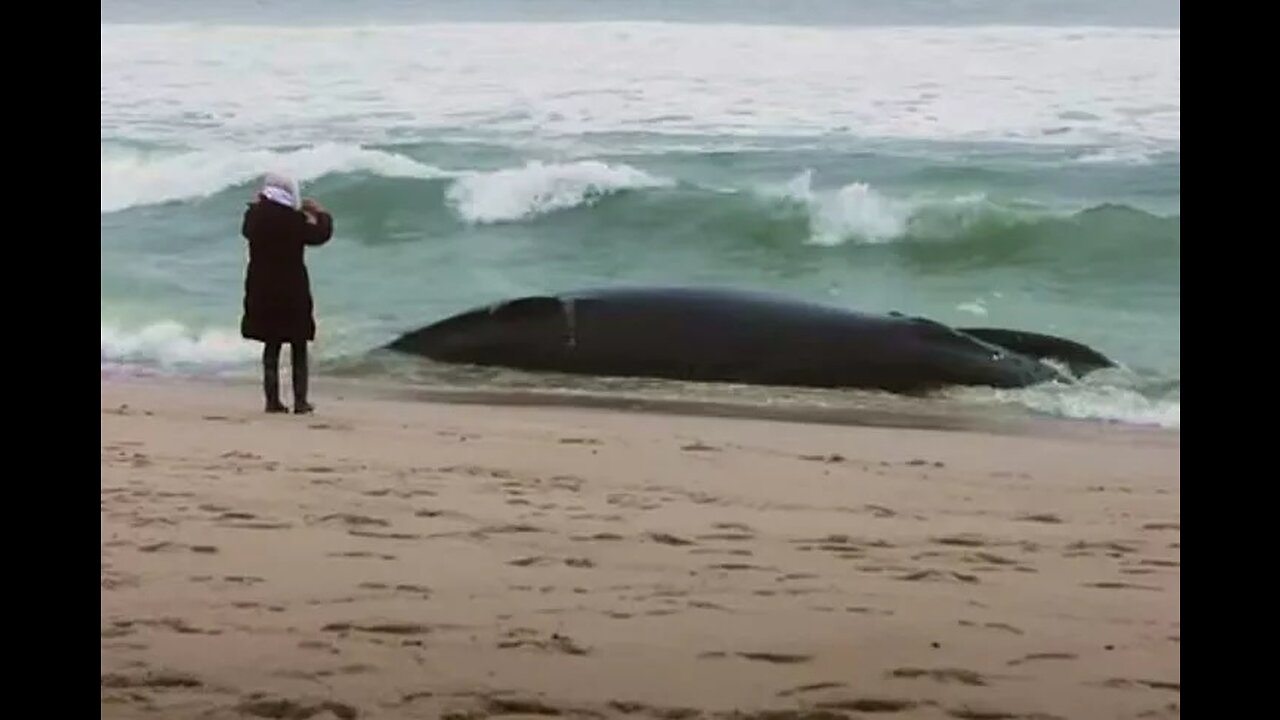 More Dead Whales Wash up in NY and NJ, Feds Continue to Deny Massive Wind Turbine Farms at Fault