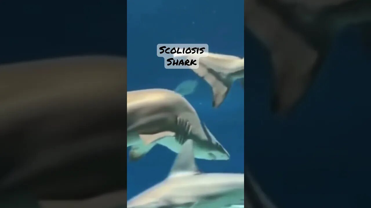 Hump Back Shark…