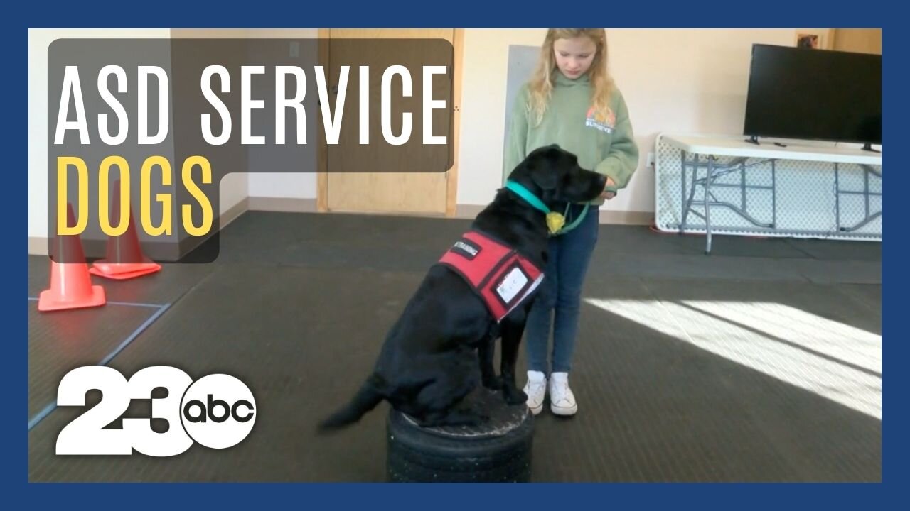 Service dogs train to help kids with autism