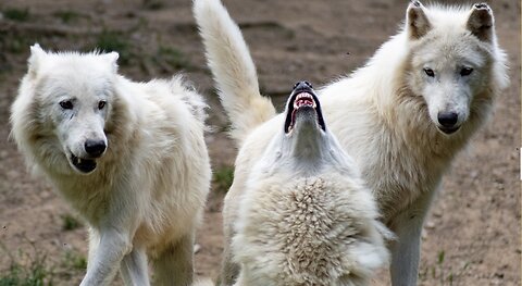 The Remarkable Role: How Wolves Saved Yellowstone