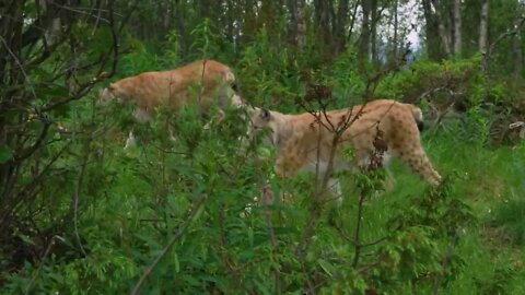 Camera follows two european lynx walking in the forest