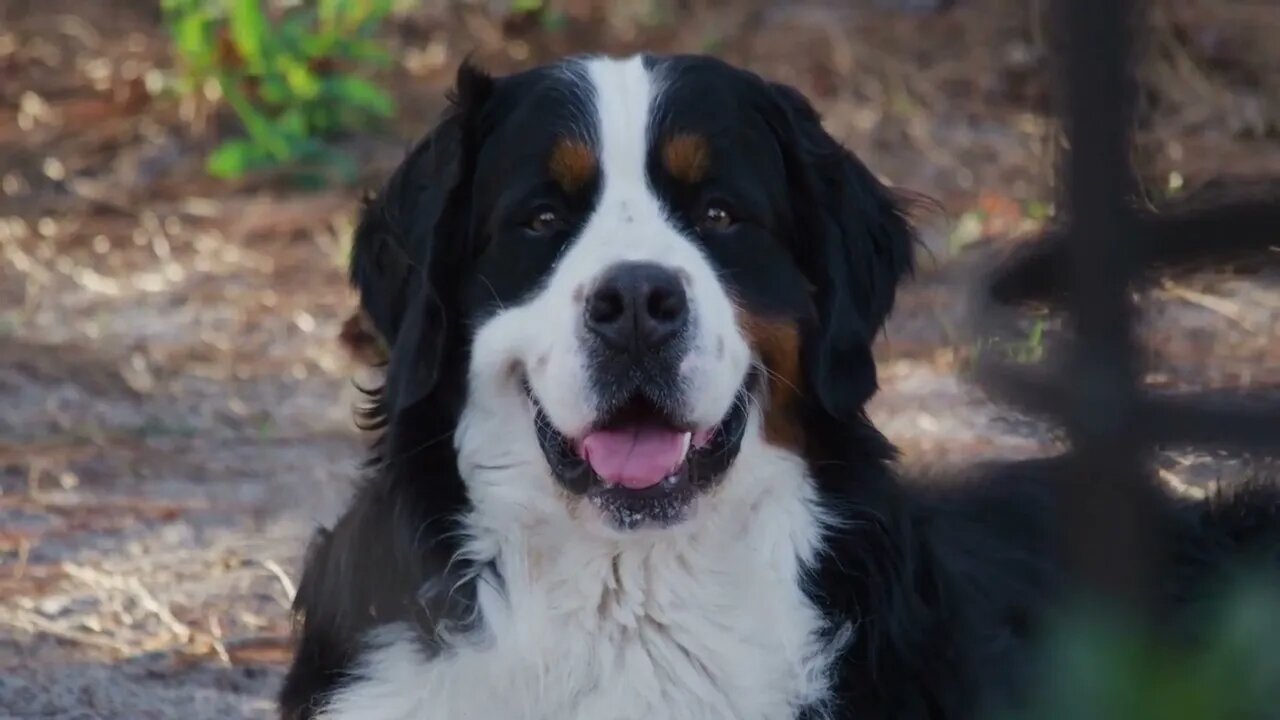 Meet our bernese mountain dog, Funny cute pets lovers