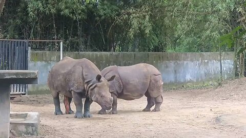 Two Rhinos meeting , watch till the end