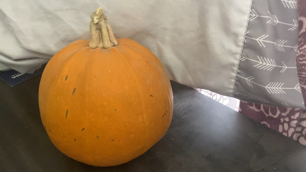 Processing a Dickerson pumpkin for seed