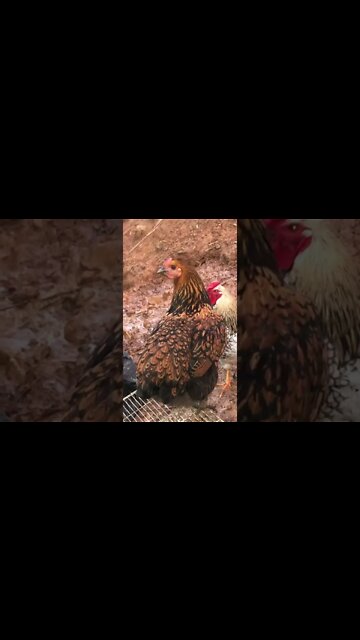 Escaped wyandotte cross pullet