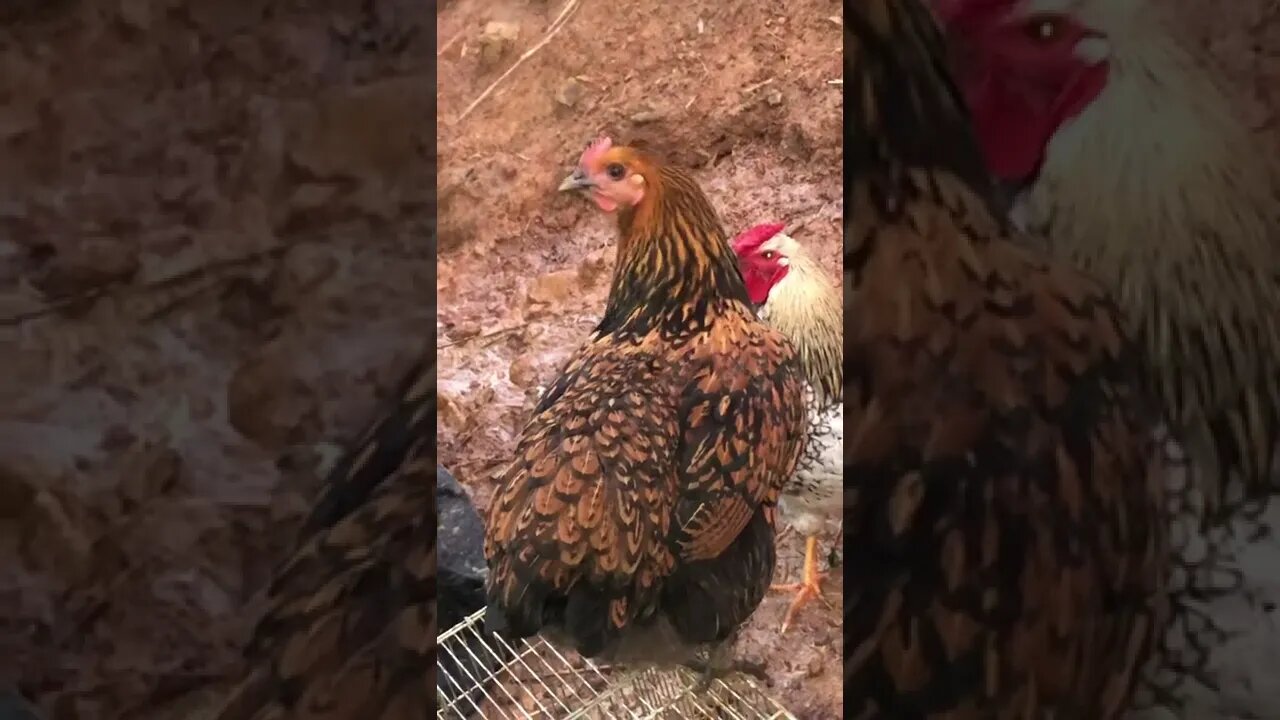 Escaped wyandotte cross pullet