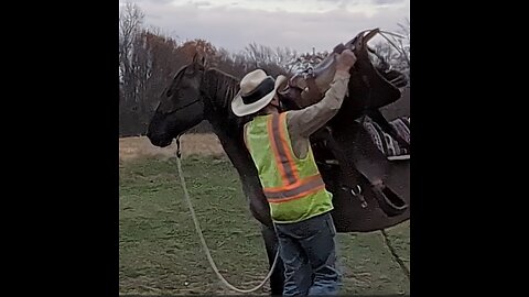 Nash - flag him - saddle him - evening 5 Nov 2024