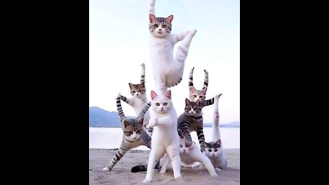 "New trending funny cats and Dogs Laugh Out Loud with Hilarious Funny Videos