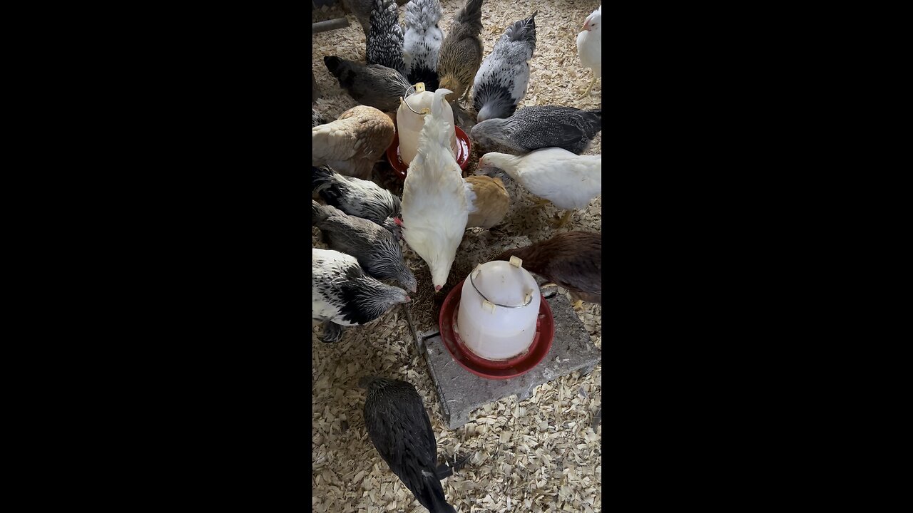 Happy Chickens