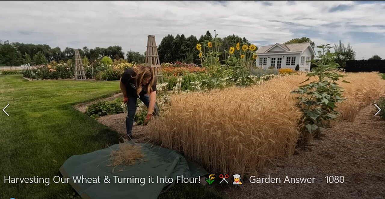 Harvesting Our Wheat & Turning it Into Flour! 🌾✂️👩‍🍳 Garden Answer