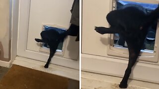 Dog Outsmarts Rain With Creative Bathroom Strategy