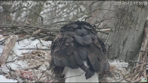 Hays Eagles Mom lays Egg 1 2021 02 12 17 53 35 580