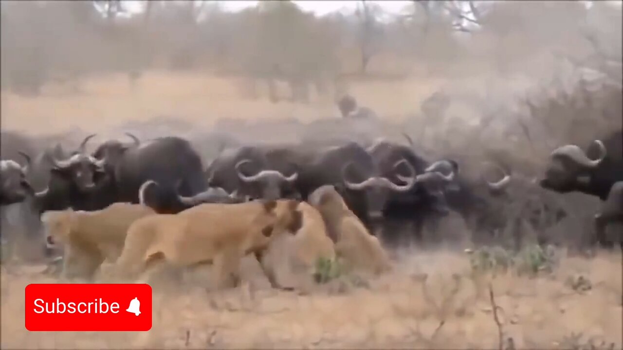 animal fight lion Buffalo