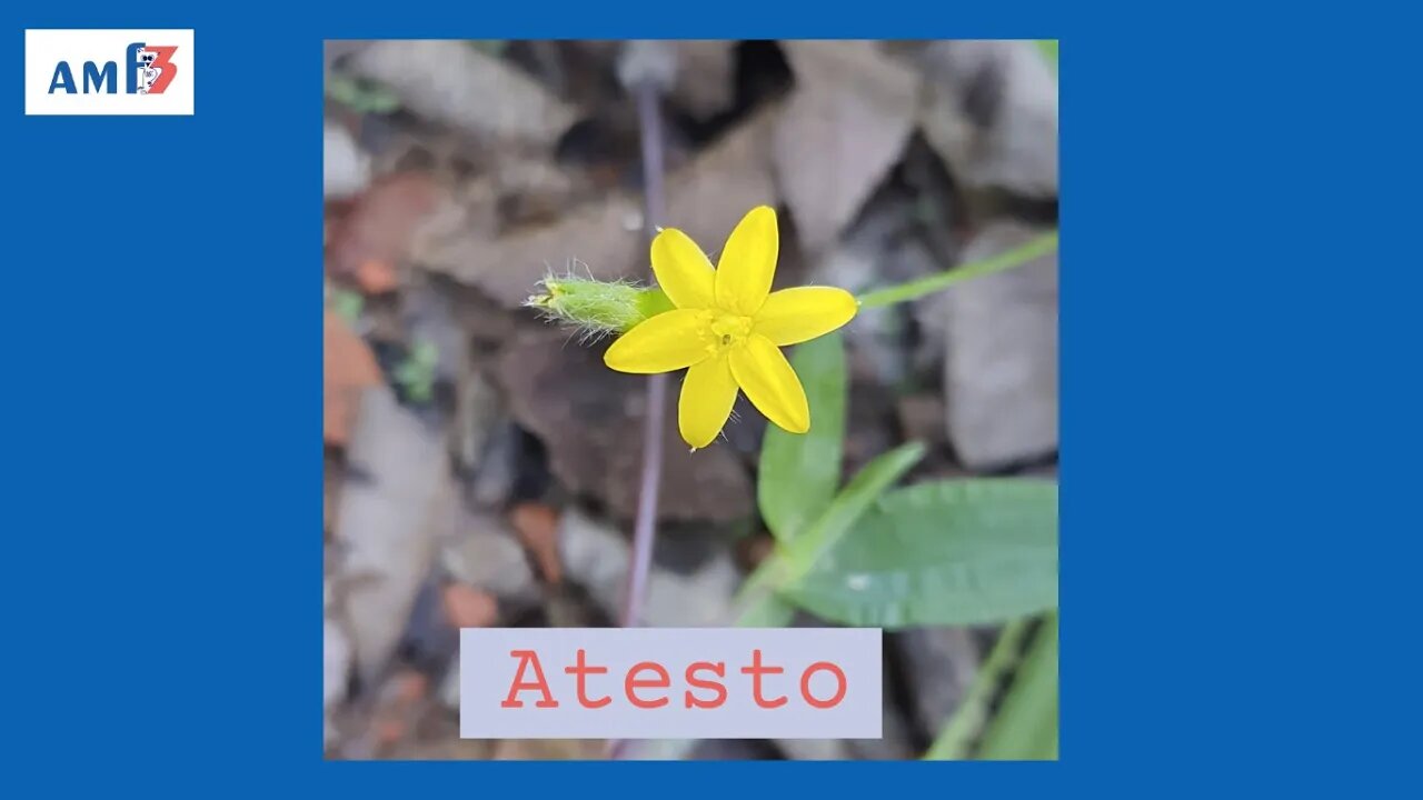 Atesto