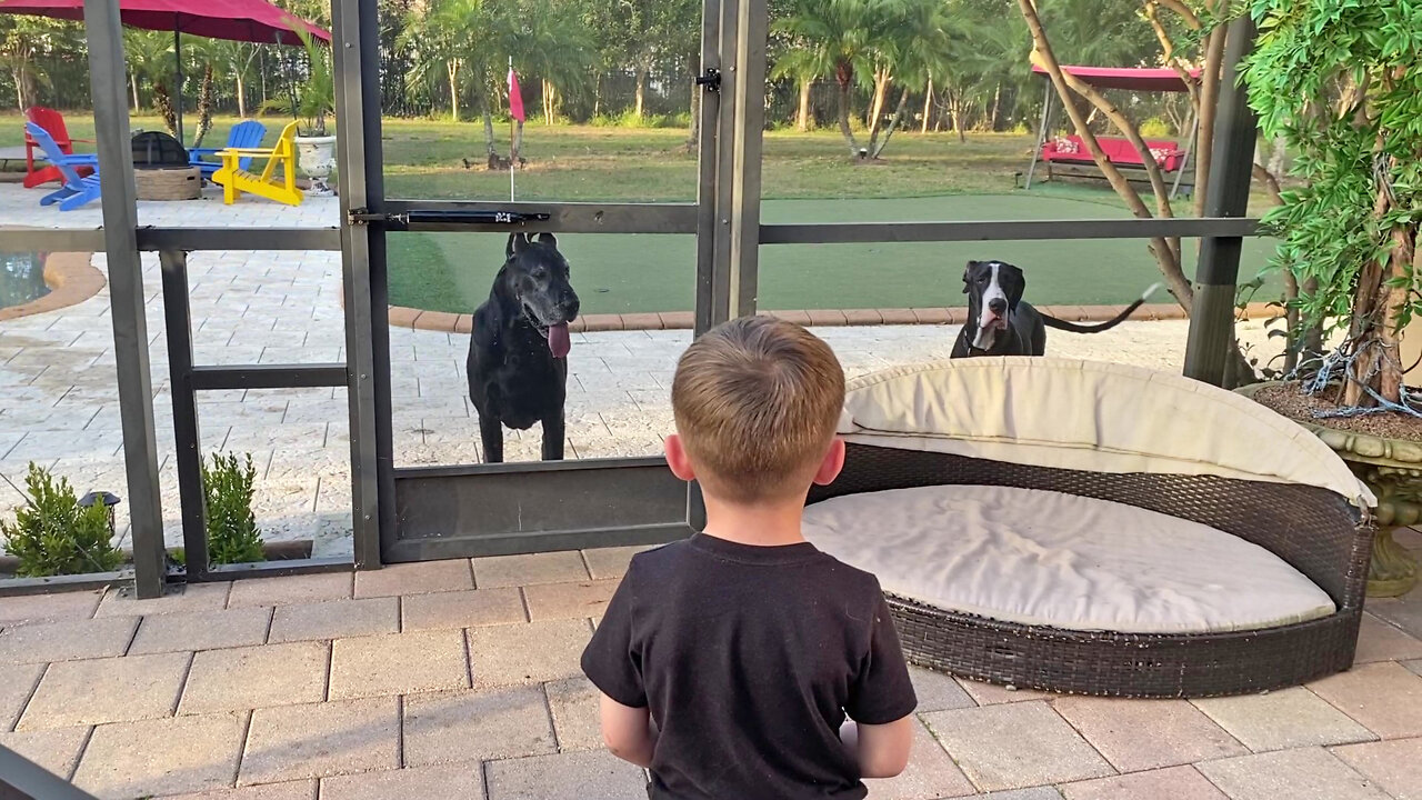 Big Great Dane Puppy Wants To Be Friends With Little Boy