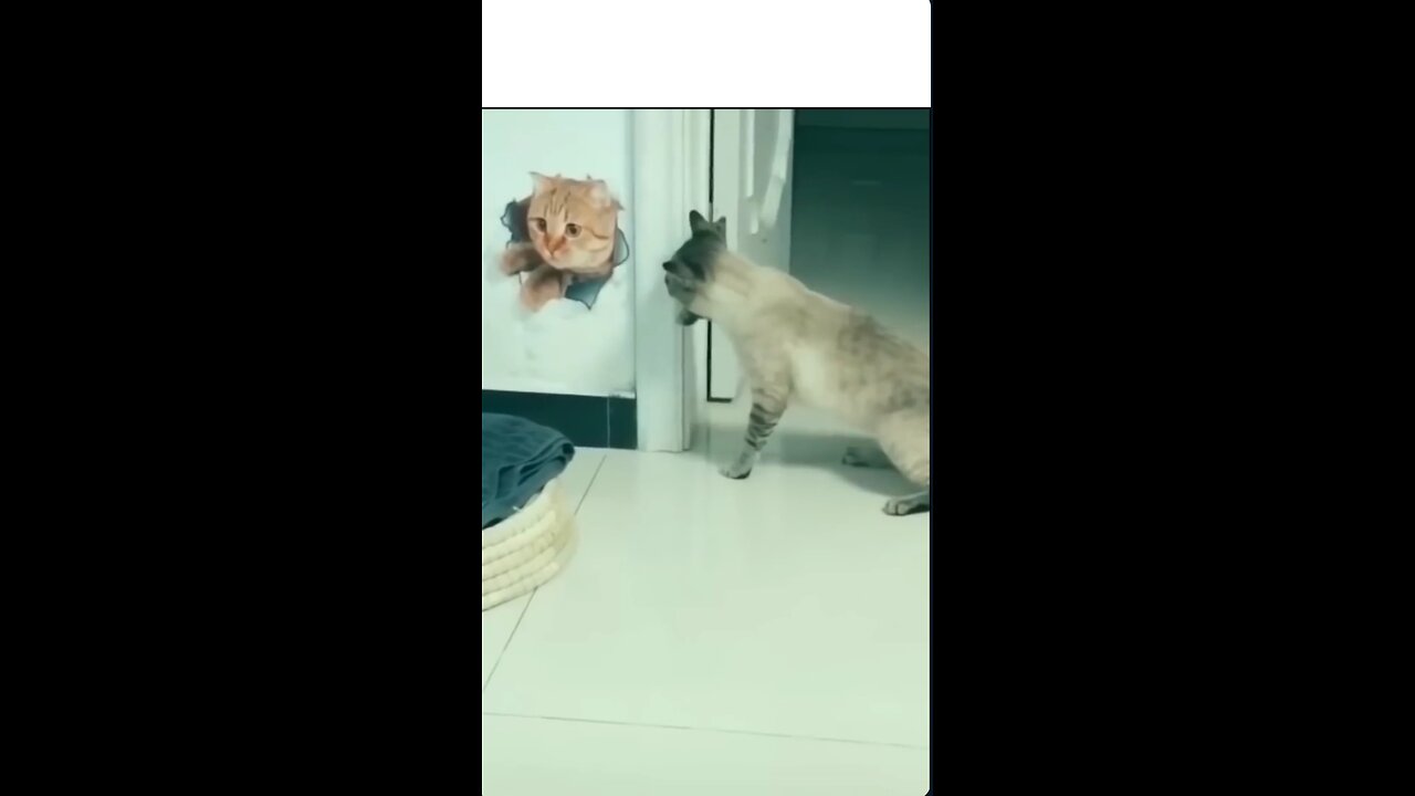 funny animal video _two cat funny video 🤣🤣🤣🤣🤣🤣