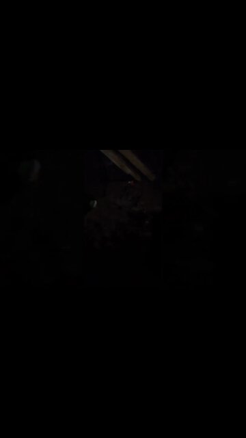 pegando rato na ratoeira 1 #shorts