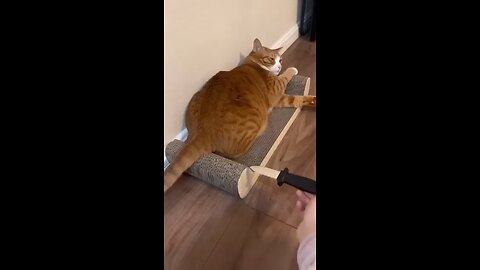 A strange reaction for cat 😺🐈
