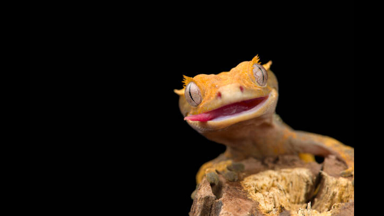 Bizarre Pets People ACTUALLY Own! 🤯🐍 From scaled wonders to fluffier oddities