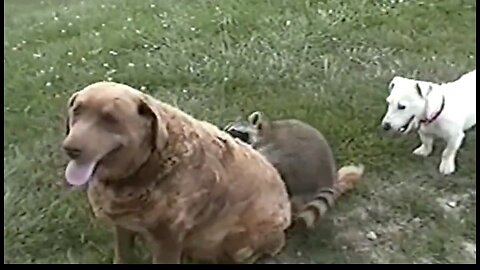 Funny Pets - Cute Animals Compilation. Video # 56