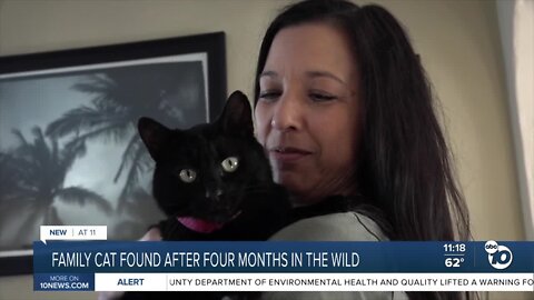 Retired officer searches for four months in the wild and finds runaway cat