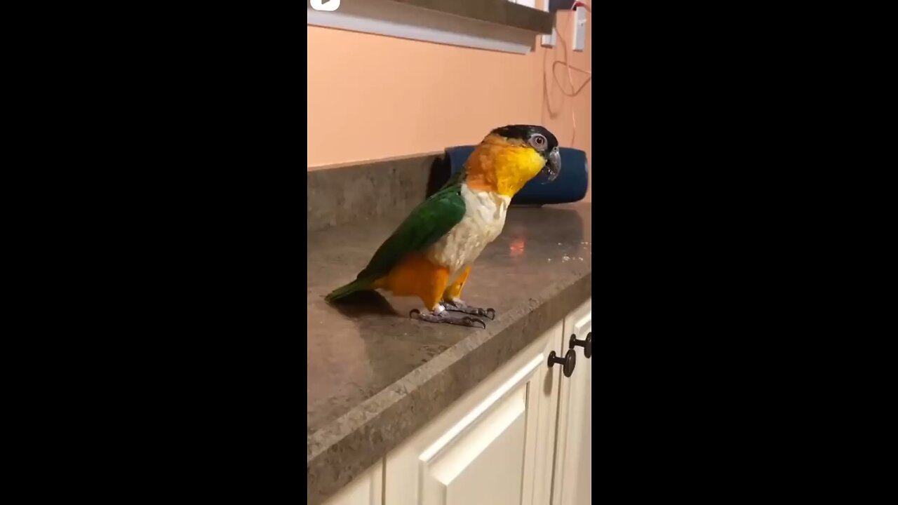 parrot dancing Michael Jackson