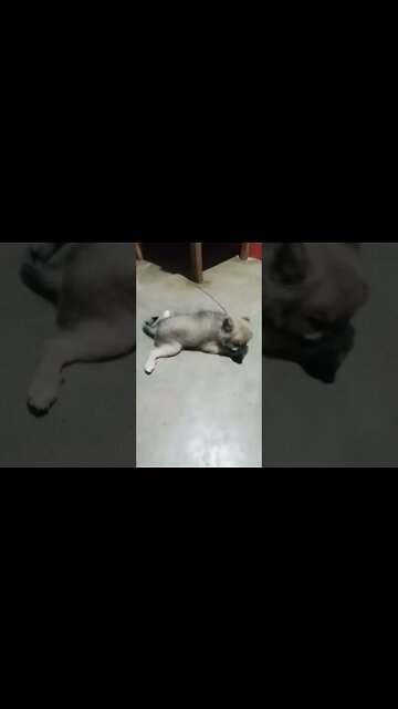 this dog need's oscar🤣🤣 | #shorts #youtubeshorts #funny