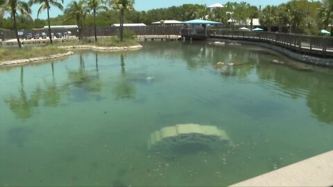 3D-printed concrete reef placed in Florida Oceanographic Society's Gamefish Lagoon