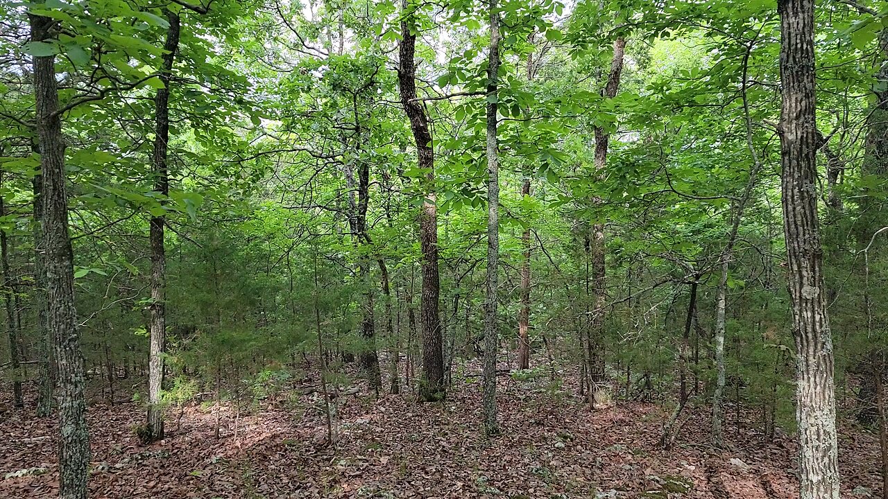 Cicadas (Brood XIX) on The Mountain (Monday, May 13th, 2024)