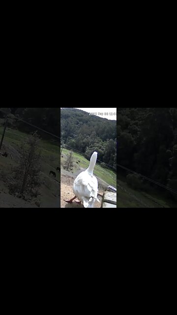 Spying on my beautiful goose, Edwin