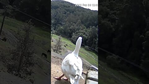 Spying on my beautiful goose, Edwin