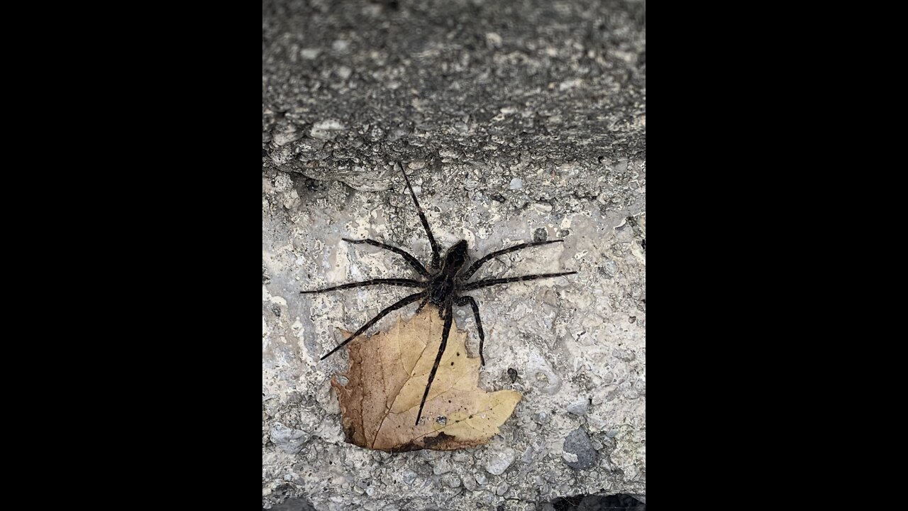 Giant Spider Attacks Fishing Lure