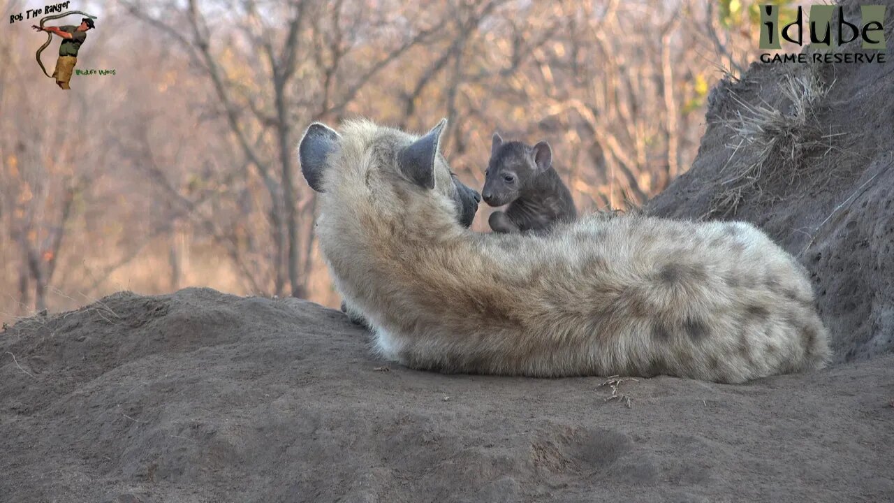 Watching Hyenas, Part 18