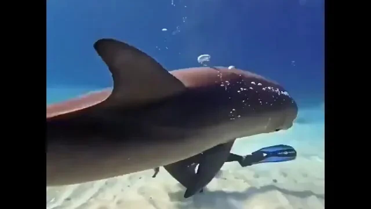 Dolphin's Ballet