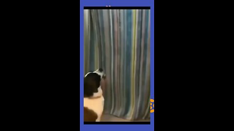 Watch till the end🤣😅😂 - FUNNY ANIMAL