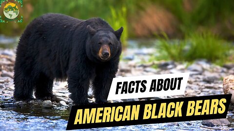 Facts about American Black Bears | ANIMALS PEA