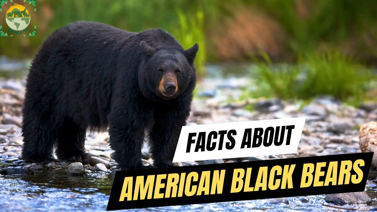 Facts about American Black Bears | ANIMALS PEA