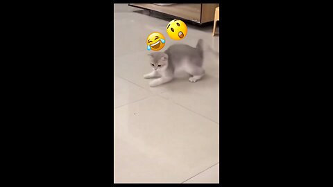 Cute Cat Reaction 😱 Funny Cat 😂