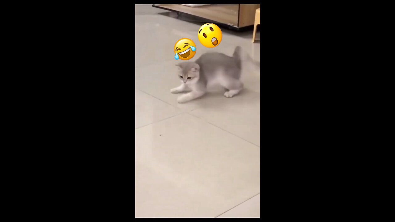 Cute Cat Reaction 😱 Funny Cat 😂