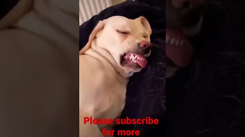 Doggo Has A Nightmare 👑 🥺❤️ please get this viral | #viral | #funnydogs | #trending | #shorts