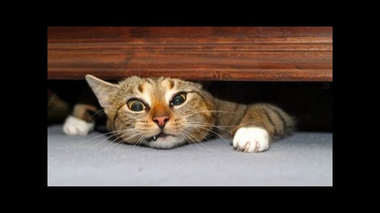 Baby Cats Cute and Funny Cat Videos Compilation:: Aww Animals