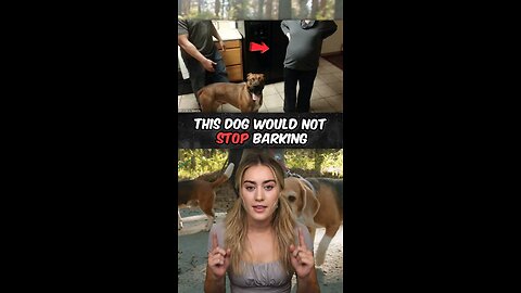 Dog Won’t Stop Barking…