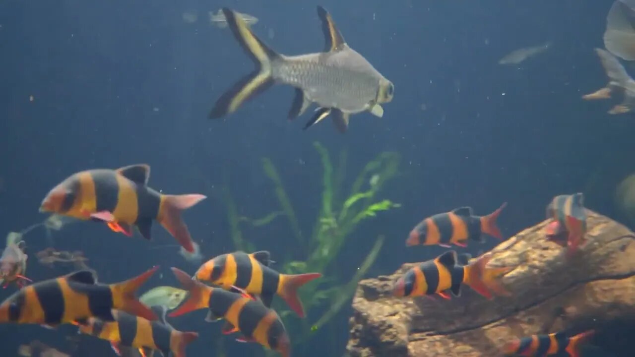 Underwater Shot Of Many Fish Swimming Through Water