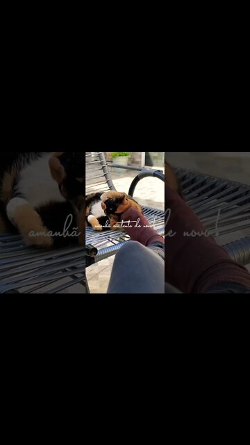 #motivação #bastidores #musica #vidademúsico #musico #pets #pet #gatos #vidareal #fy #fyp