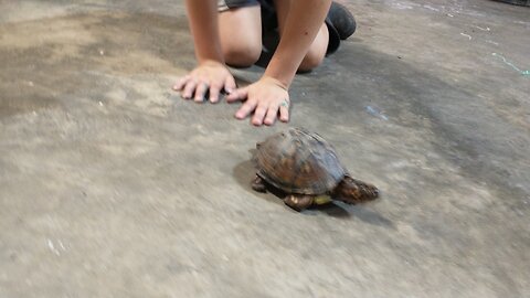 1st video after being erased from yr! Box turtle chaos