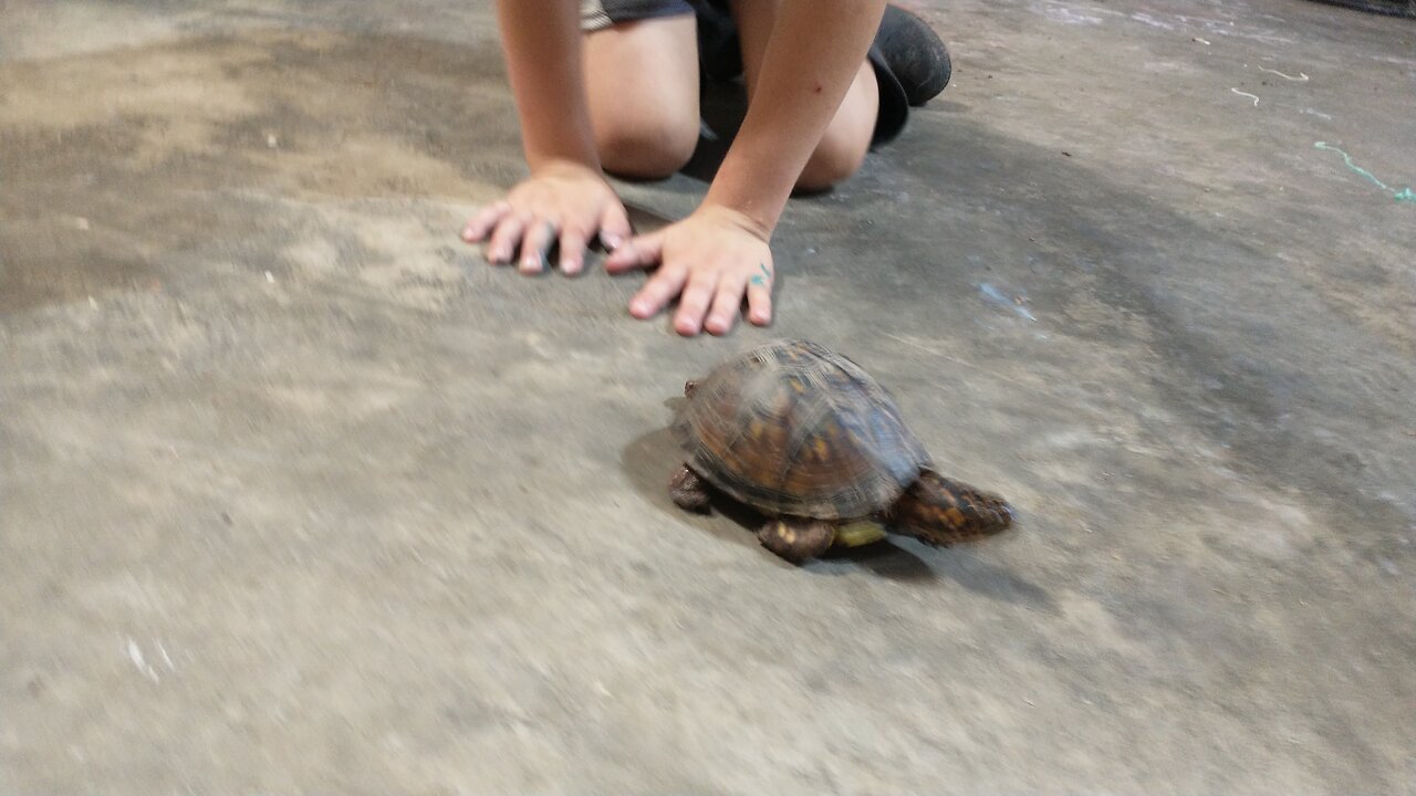 1st video after being erased from yr! Box turtle chaos