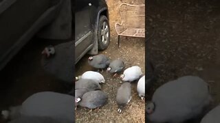 Guinea fowl enjoying some dry weather after flood